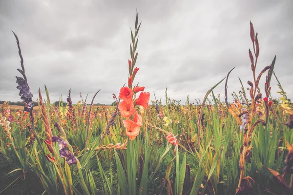 Colorful flowers on a field in cloudy weather — Stock Photo, Image