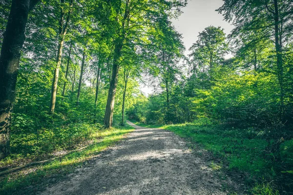 Trilha de terra passando por uma floresta verde — Fotografia de Stock