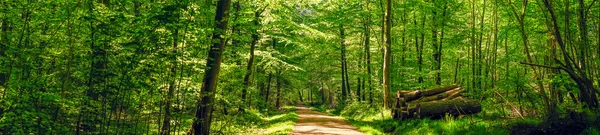 Дорога в идиллическом лесу — стоковое фото
