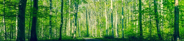 Danish forest with green trees — Stock fotografie
