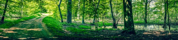 Swamp area in a green forest — ストック写真