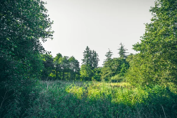 Árvores verdes na primavera em uma floresta — Fotografia de Stock