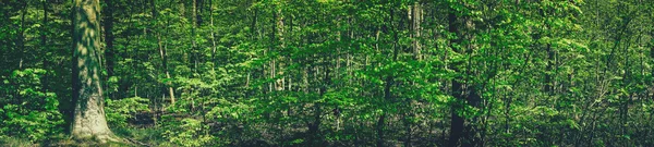 Spring in the forest scenery — Φωτογραφία Αρχείου