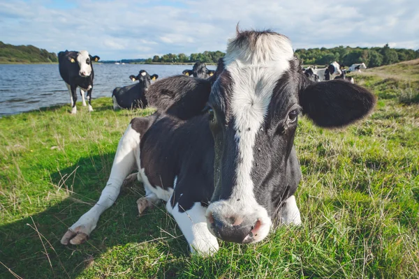 Mucca che riposa nell'erba vicino a un fiume — Foto Stock