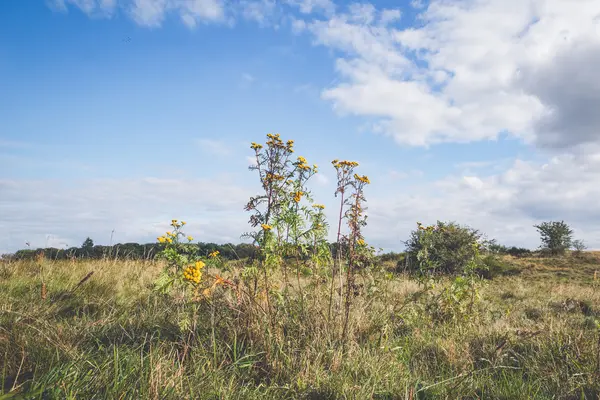 Fleurs sauvages jaunes dans une prairie — Photo