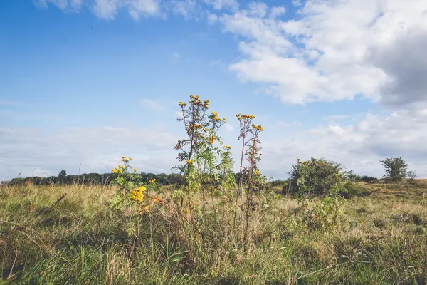 Gelbe Wildblumen auf einer Prärie — Stockfoto