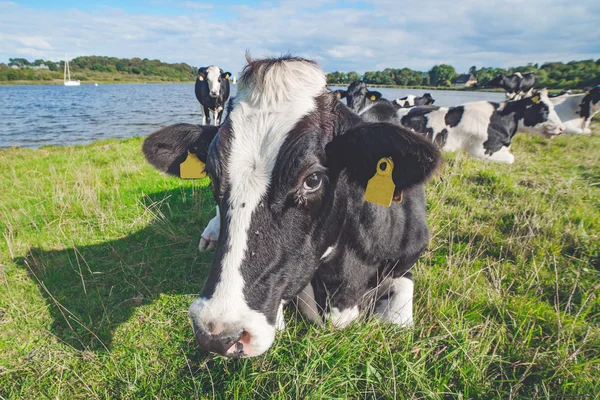 Mucca sdraiata nell'erba verde — Foto Stock