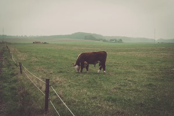 Hereford cow in a misty countryside landscape