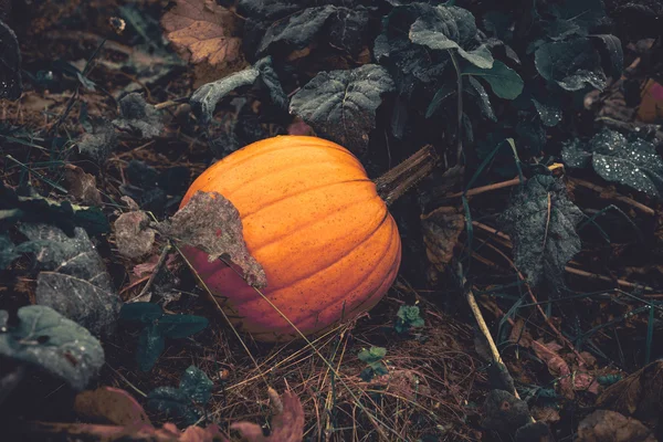 Orange pumpkin in a garden on a rainy day — Stock Photo, Image