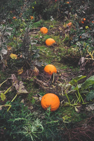 Pompoenen op een rij in een tuin — Stockfoto