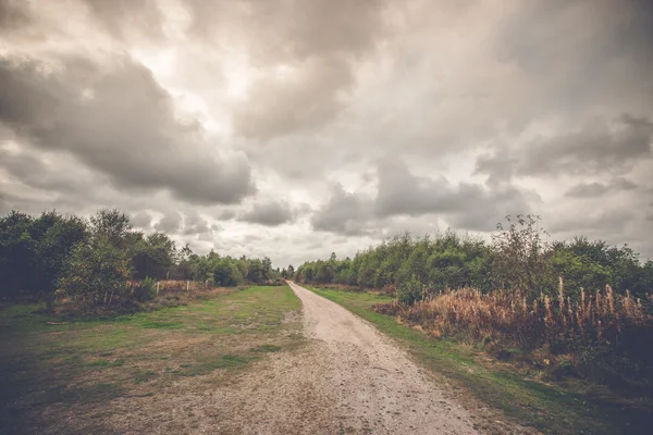 Longa trilha da natureza em tempo nublado — Fotografia de Stock