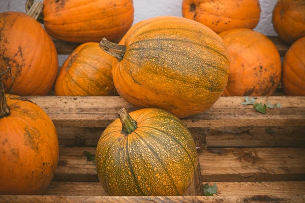 Orange pumpkins stacked on a wooden shelf — Stock Photo, Image