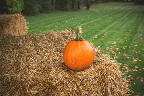 Pumpkin in rural environment — Stock Photo, Image