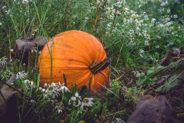 暗い庭に大きなオレンジのカボチャ — ストック写真