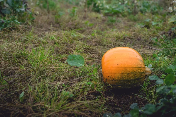 Single orange pumpkin on a field — Stock Photo, Image