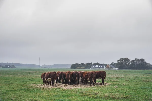 Hereford koeien houden van een vergadering — Stockfoto