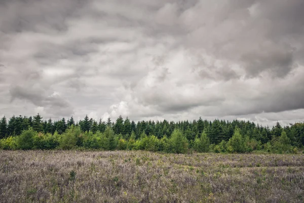 Green pine tree forest on a meadow — Φωτογραφία Αρχείου