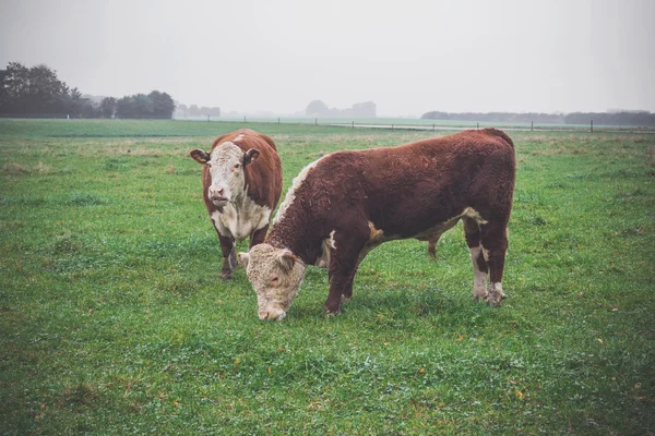 Hereford koeien op een groen veld — Stockfoto