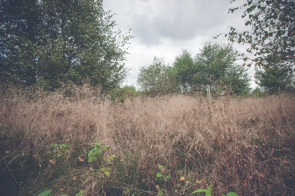 Högt gräs i höst på en äng — Stockfoto