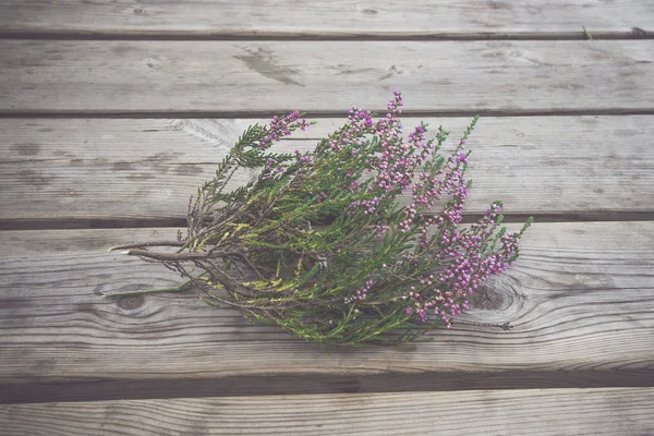 Heather with violet flowers — Stock Photo, Image