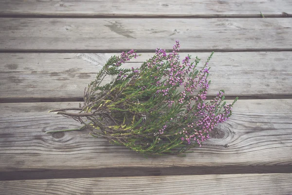 Heather com flores violetas — Fotografia de Stock