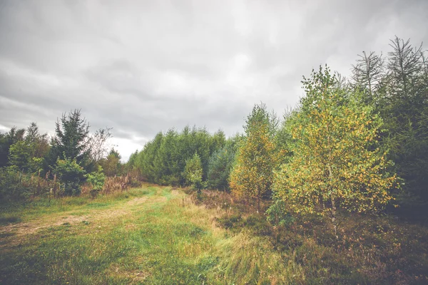 Paisaje rural con abedules amarillos — Foto de Stock