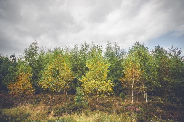 Berkenbomen in de herfst kleuren — Stockfoto