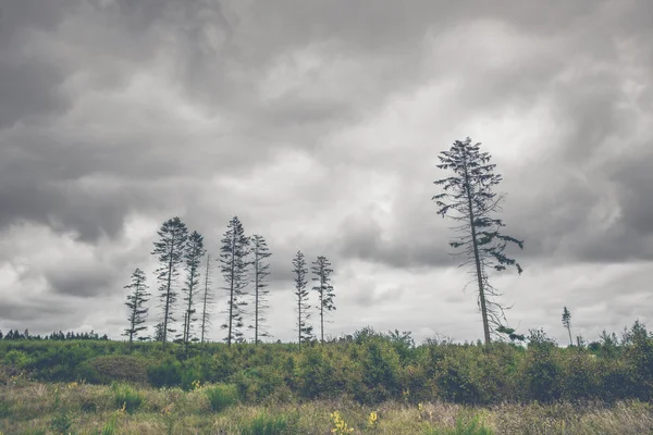 Paysage avec de hautes silhouettes de pins — Photo