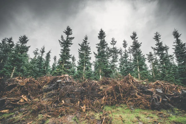 Malles en bois avec racines — Photo