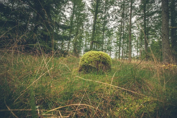 Floresta no outono com um tronco de madeira — Fotografia de Stock