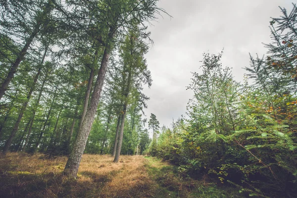 Temporada de outono em uma floresta escandinava — Fotografia de Stock