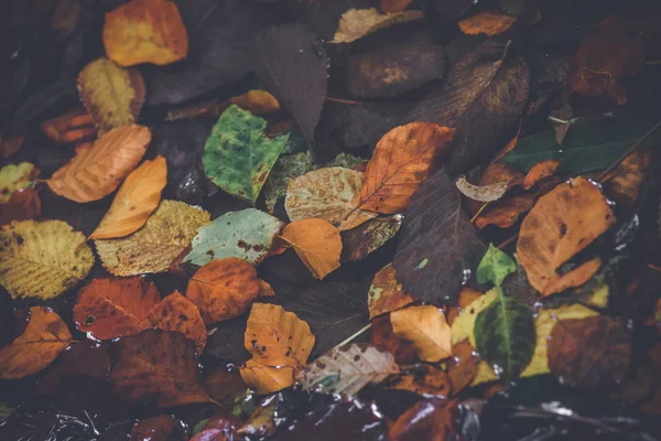 Folhas de outono em várias cores — Fotografia de Stock