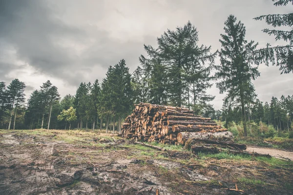 Halmozott fa, egy fenyves erdőben — Stock Fotó