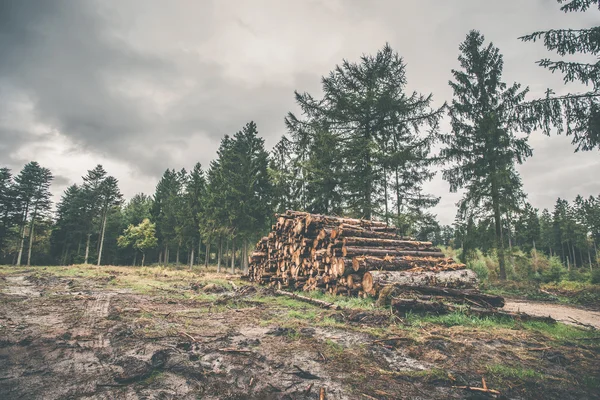 Bois empilé dans une pinède — Photo