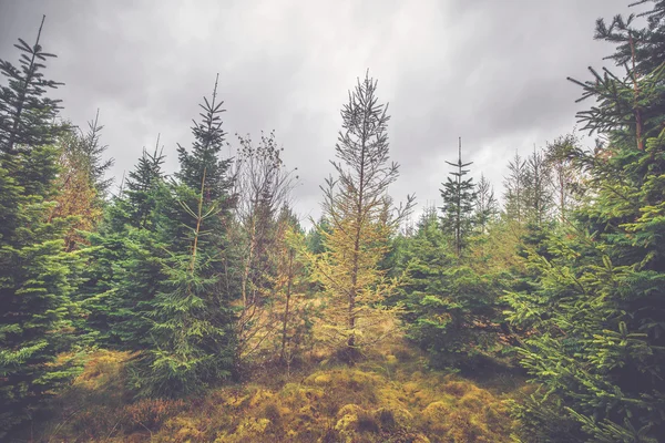 Météo nuageuse dans une forêt de pins — Photo