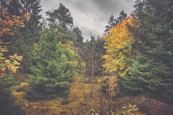 Paisaje otoñal en un bosque escandinavo —  Fotos de Stock