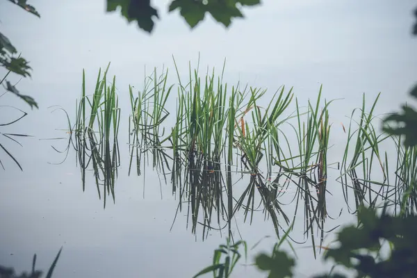Зеленая трость в спокойном озере — стоковое фото