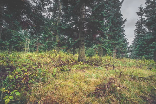 Zelené trávě v borovém lese — Stock fotografie