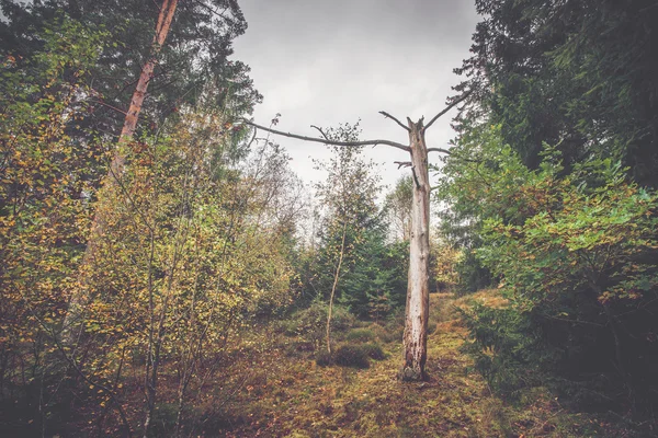 Дерево обнаженное в лесу — стоковое фото