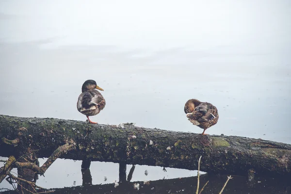 Samec a samice kachna na padlý strom — Stock fotografie