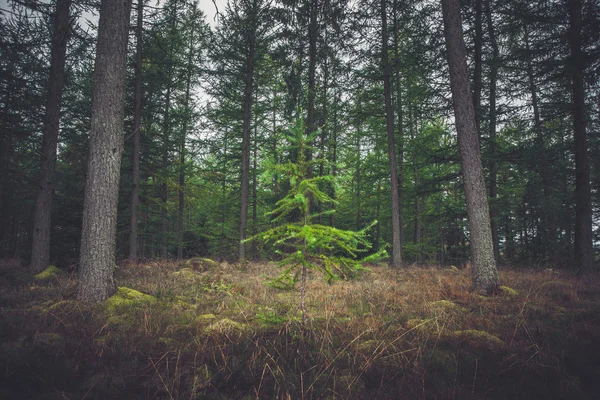 Jeden Zelený strom v lese — Stock fotografie