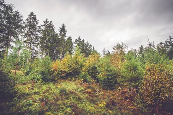 Πεύκο και σημύδας δέντρα σε ένα σκανδιναβικό δάσος — Φωτογραφία Αρχείου