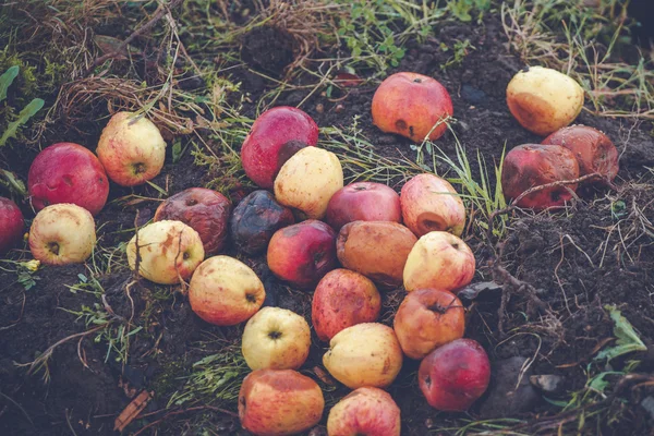 Fallna äpplen i röda och gula färger — Stockfoto