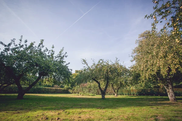 Apple stoczni z owoców na drzewach — Zdjęcie stockowe