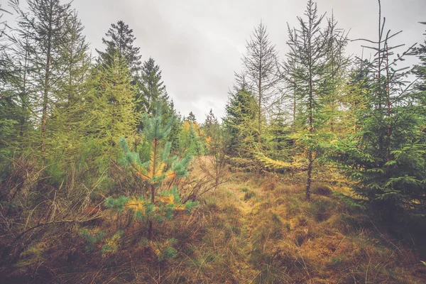 Pine trees with colorful needles — Stock Photo, Image