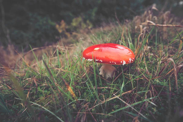 Cogumelo vermelho Amanita Muscaria na natureza escandinava — Fotografia de Stock