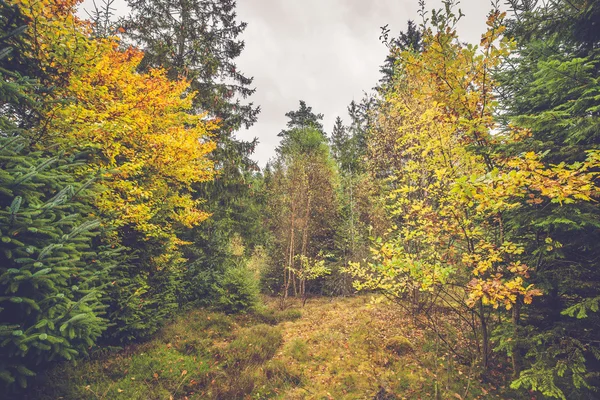 Bunte gelbe Blätter an Bäumen — Stockfoto