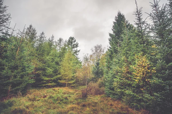 Forest with pine and birch trees — Stock Photo, Image