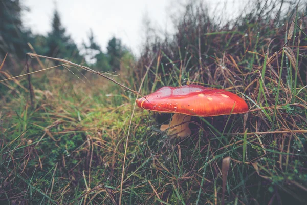 Lähikuva Amanita Muscaria sienestä — kuvapankkivalokuva