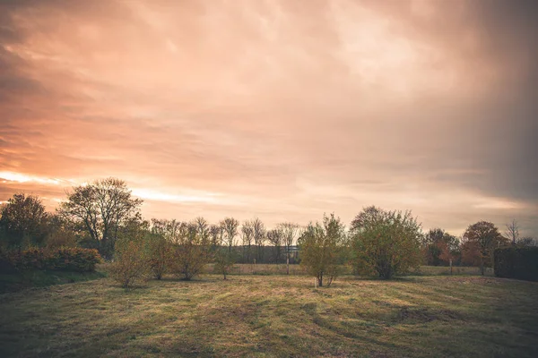 Landsbygdens landskap med träd på en gräsmatta — Stockfoto